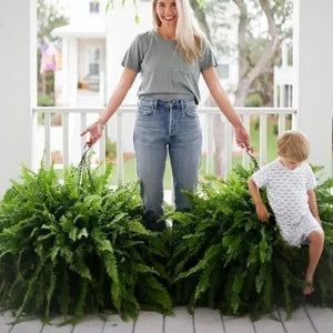 🏆Flash Sale⚡ 50K+ SOLD!🔥🌱 UV-Resistant Lifelike Artificial Boston Fern 🌳