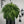🏆Flash Sale⚡ 50K+ SOLD!🔥🌱 UV-Resistant Lifelike Artificial Boston Fern 🌳