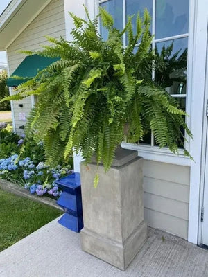 🏆Flash Sale⚡ 50K+ SOLD!🔥🌱 UV-Resistant Lifelike Artificial Boston Fern 🌳