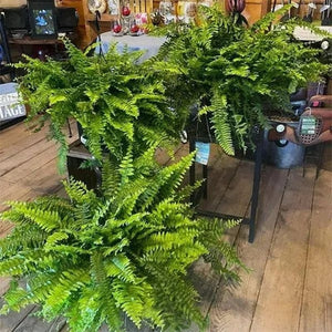 🏆Flash Sale⚡ 50K+ SOLD!🔥🌱 UV-Resistant Lifelike Artificial Boston Fern 🌳