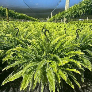 🏆Flash Sale⚡ 50K+ SOLD!🔥🌱 UV-Resistant Lifelike Artificial Boston Fern 🌳