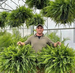 🏆Flash Sale⚡ 50K+ SOLD!🔥🌱 UV-Resistant Lifelike Artificial Boston Fern 🌳