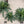 🏆Flash Sale⚡ 50K+ SOLD!🔥🌱 UV-Resistant Lifelike Artificial Boston Fern 🌳